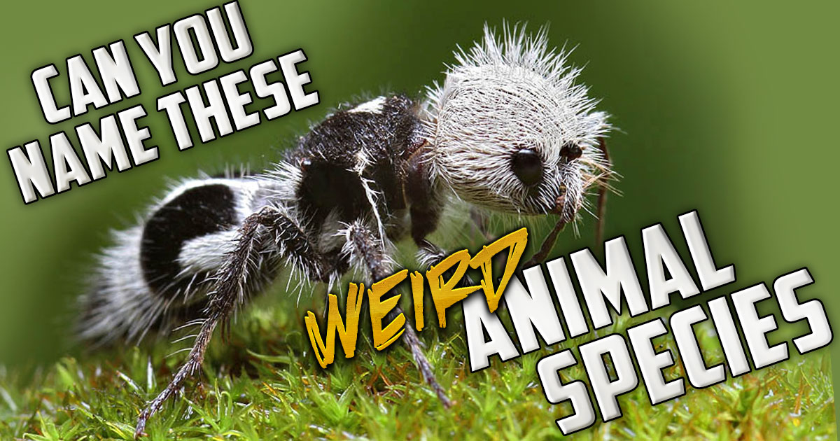 Can You Name These Weird Animal Species 