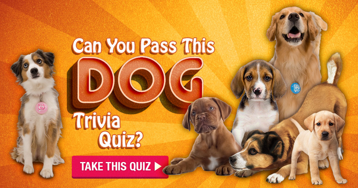 Can You Pass This Dog Trivia Quiz?