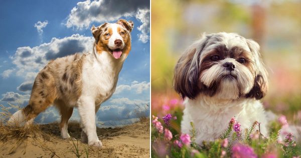 🐶 Spend A Day As A Dog To Find Out What Breed You Are 🐶 Spend A Day As A Dog To Find Out What Breed You Are