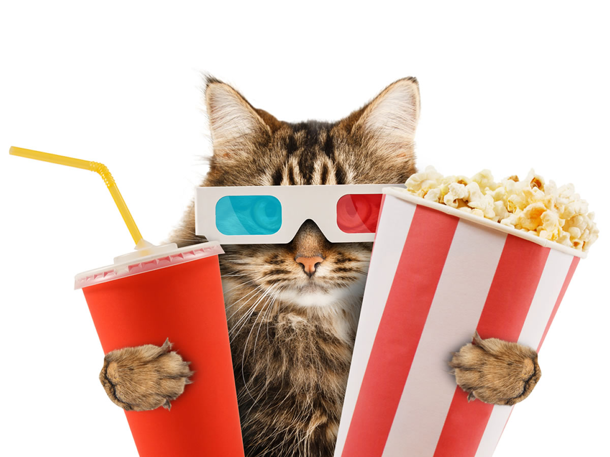Build A Picnic & We'll Predict Your Summer Love Story Quiz Movie Fan