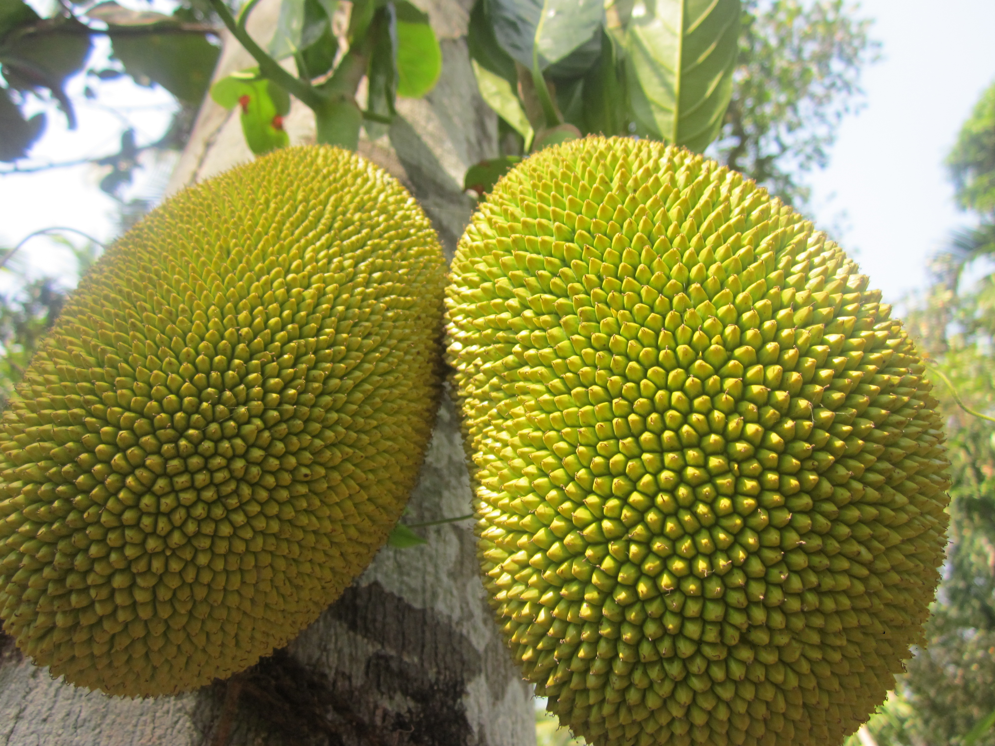 Uncommon Fruits Name Quiz 🍑🍋🍆 fruit jackfruit