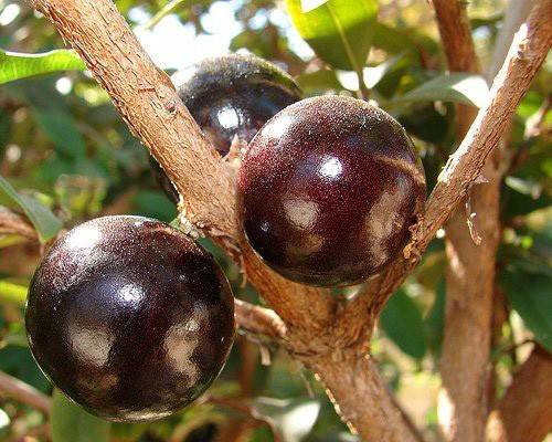 Uncommon Fruits Name Quiz 🍑🍋🍆 Fruit jabuticaba