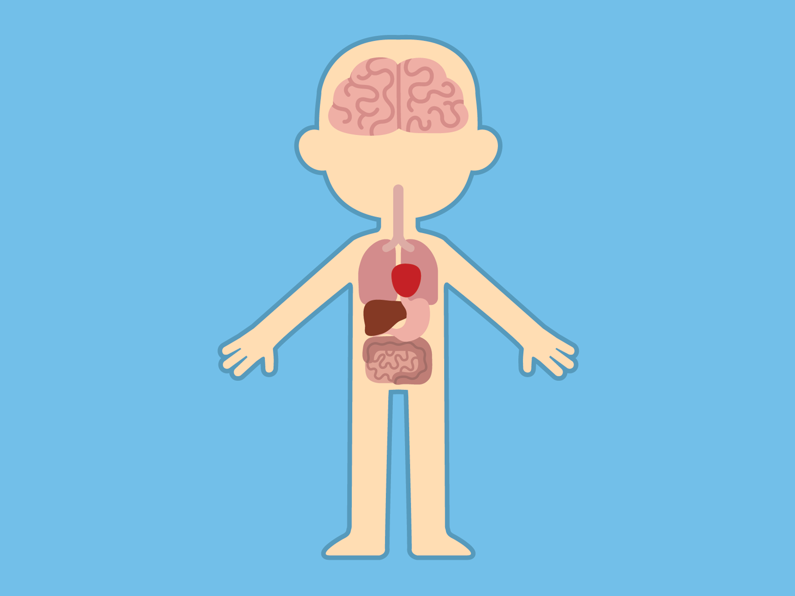 Basic Human Anatomy Quiz: Test Yourself 💪 Organs