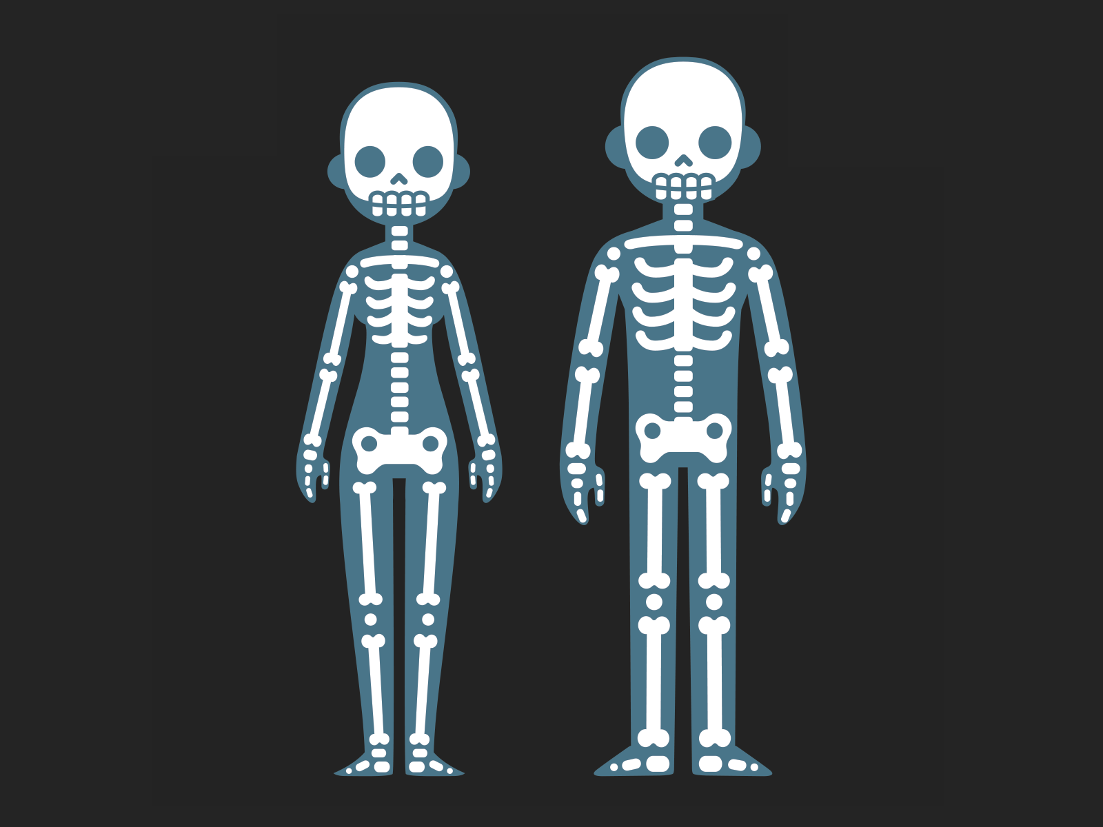 Human skeletons