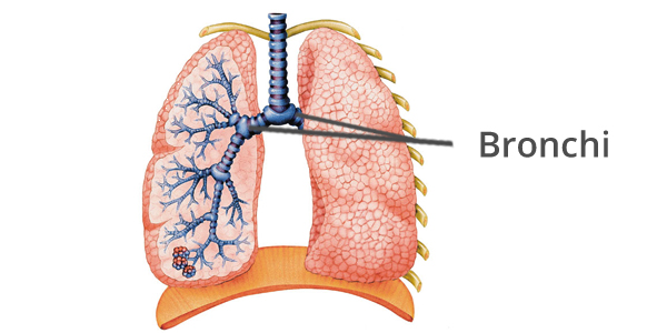 Medical Terminology Quiz medical bronchi