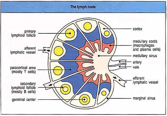 medical lymph node