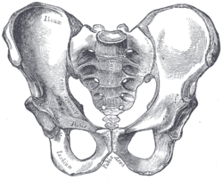 Medical Terminology Quiz medical pubic bone