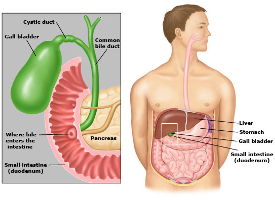 Medical Terminology Quiz medical gallbladder