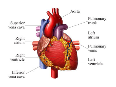 Medical Terminology Quiz medical heart