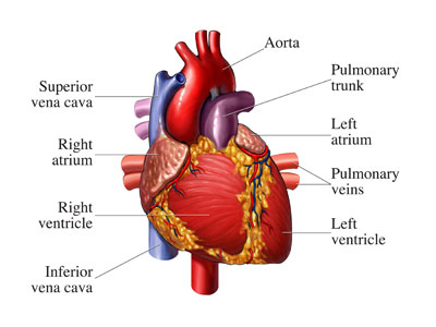 medical heart