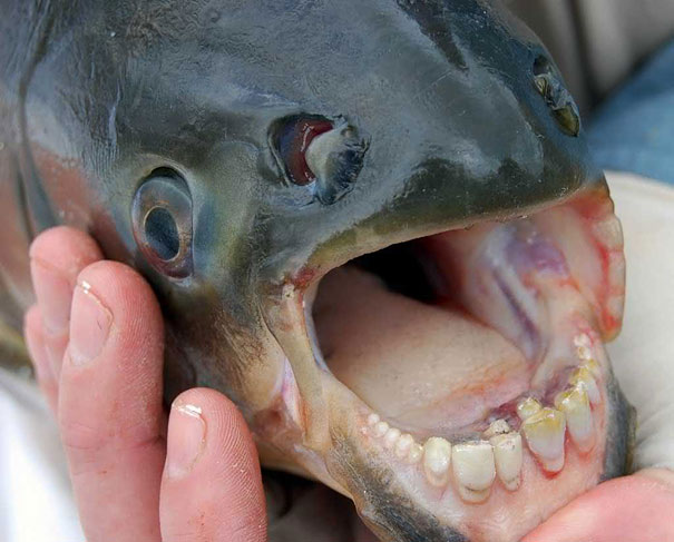 Can You Name These Weird Animal Species? weird animal The Pacu Fish