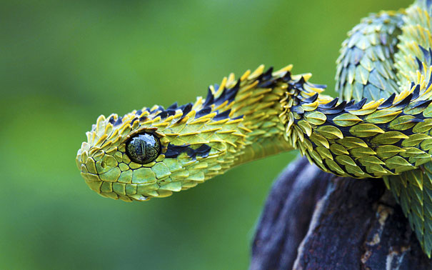 Can You Name These Weird Animal Species? weird animal The Bush Viper