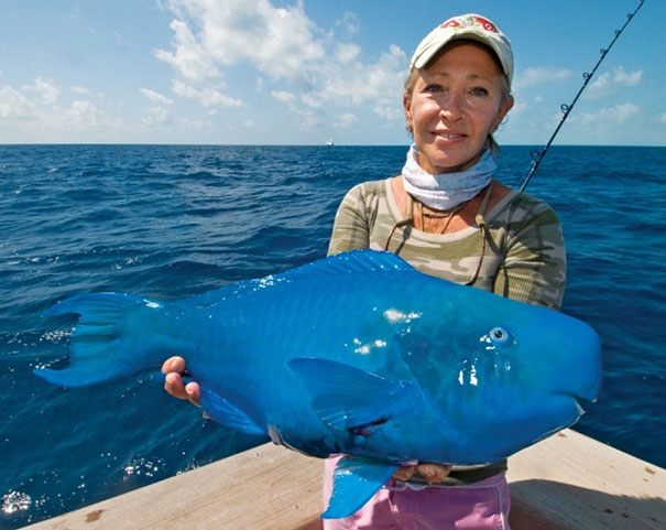 Can You Name These Weird Animal Species? weird animal The Blue Parrotfish