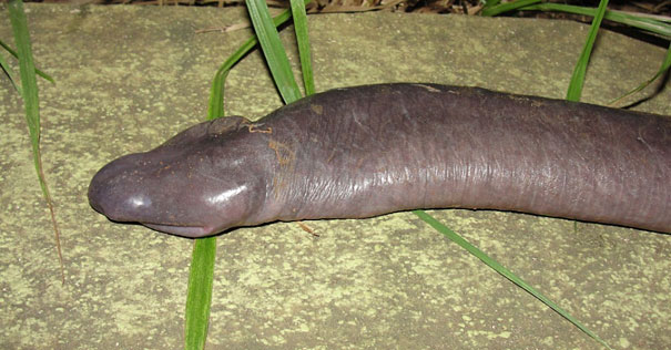 Can You Name These Weird Animal Species? weird animal penis snake