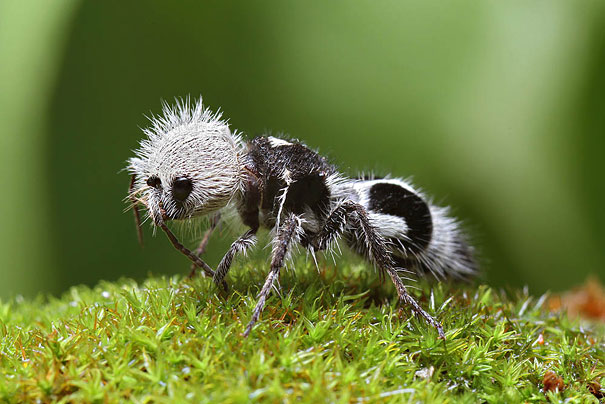 Can You Name These Weird Animal Species? weird animal Panda Ant