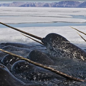 What Art Movement Are You? Quiz Narwhal