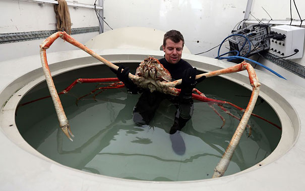 Can You Name These Weird Animal Species? weird animal Japanese Spider Crab