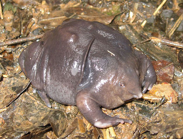 Can You Name These Weird Animal Species? weird animal Indian Purple Frog