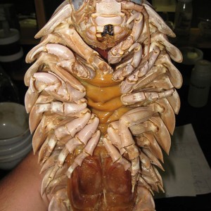 If You Pass This Quiz WIth Flying Colors, Then You Definitely Know Enough About Science Giant isopod