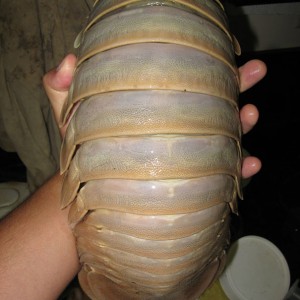 It’s OK If You Don’t Know Much About Science — Take This Quiz to Learn Something New Giant isopod