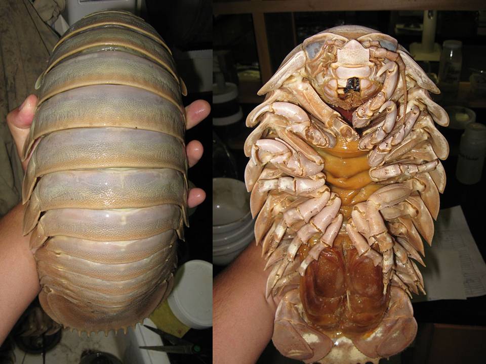 Can You Name These Weird Animal Species? weird animal Giant Isopod