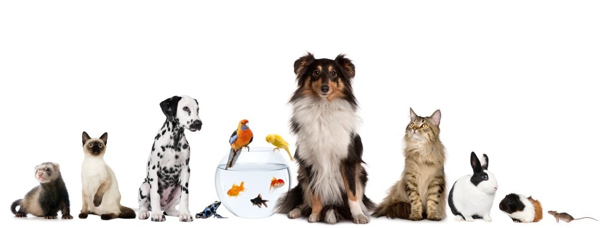 Which Of The Seven Deadly Sins Are You? Pets