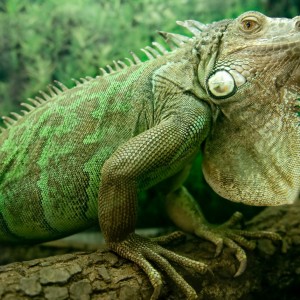 Can We Accurately Guess Your Zodiac Element Just by the Team of Animals You Build? Iguana