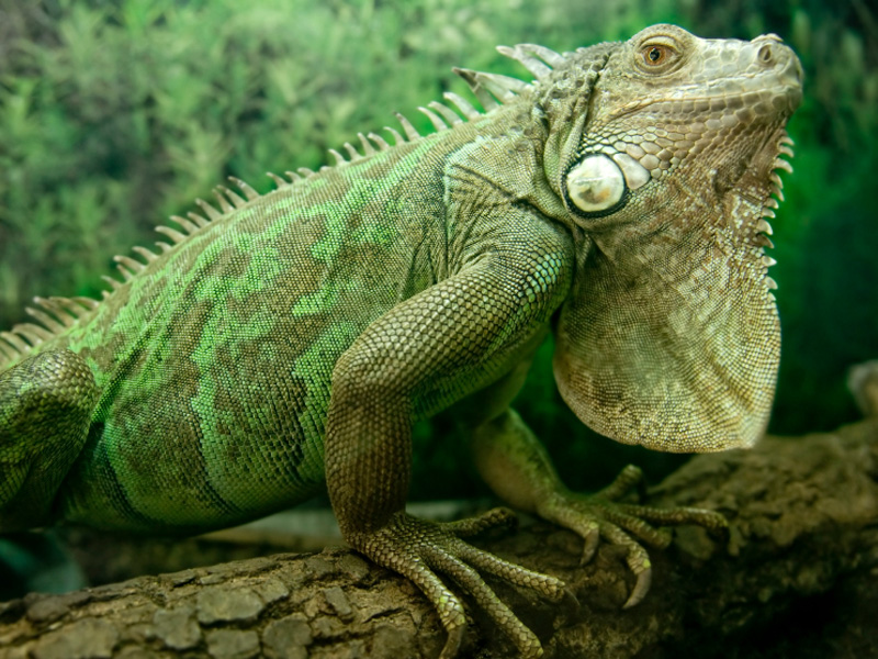 🦒 If You Score Less Than 10/15 on This Animal Quiz, You Need to Go Back to 4th Grade green iguana