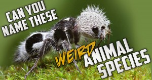 Can You Name These Weird Animal Species? Quiz