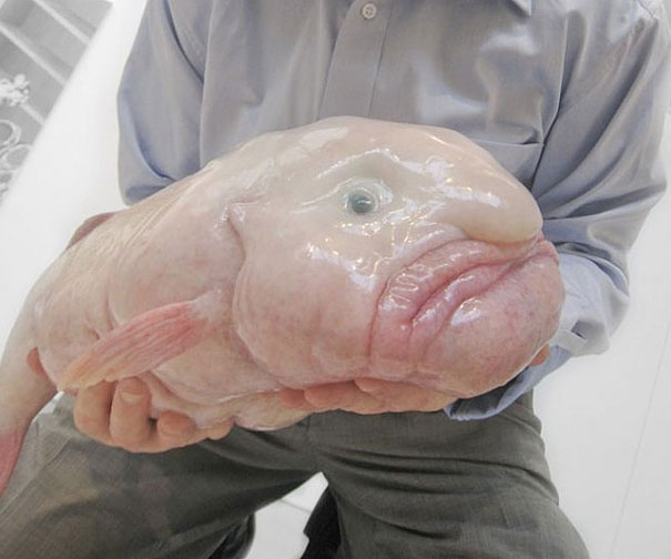 Can You Name These Weird Animal Species? weird animal Blob Fish