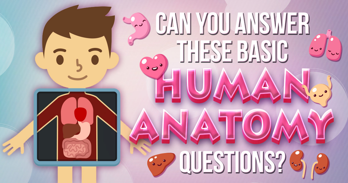 Can You Answer These Basic Human Anatomy Questions?