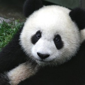 This Strange Animal Facts Quiz Gets Harder With Each Question — Can You Get 10/15? Pandas