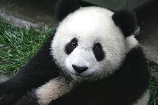 Most People Can’t Match 16/24 of These National Animals to Their Country on a Map – Can You? Giant panda bear