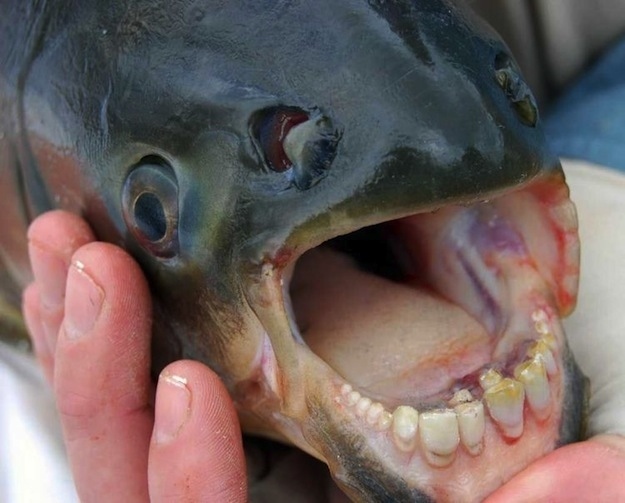 How Well Can You Spot Fake Photos? Human teeth fish