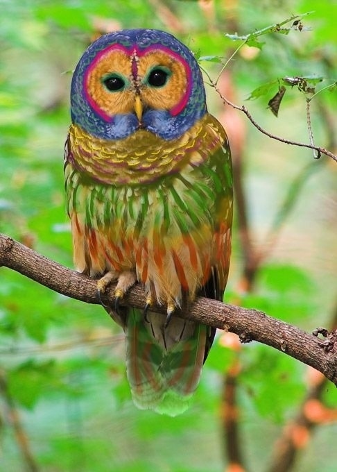 How Well Can You Spot Fake Photos? Rainbow Owl