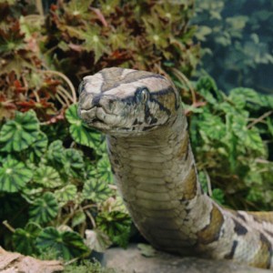 Second Largest Animals Snake