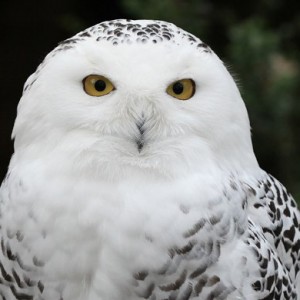 Patronus Quiz Owl
