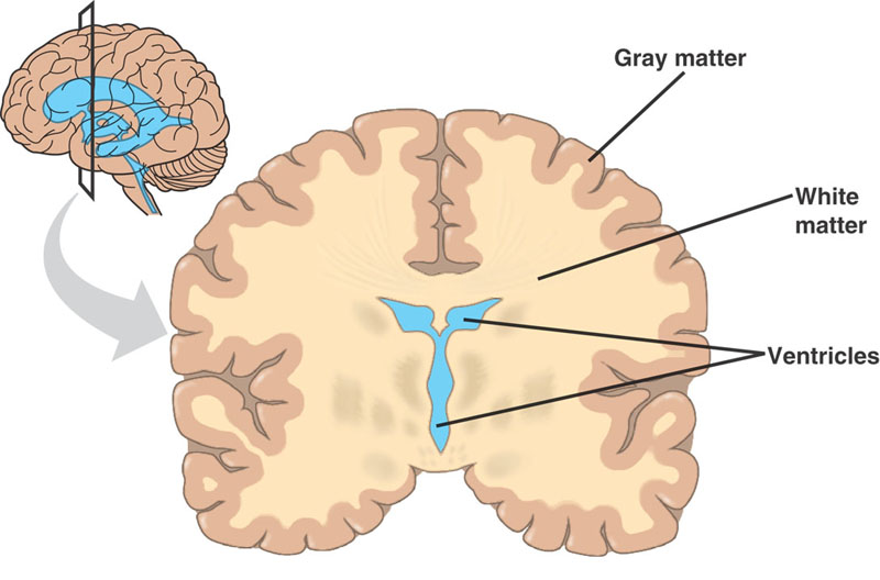 How Well Do You Know Your Brain? gray matter