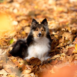 Cat Or Dog Breed Quiz Dog