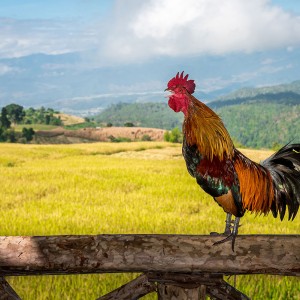 Stop Everything & See If You Can Ace This 24-Question General Knowledge Quiz Rooster