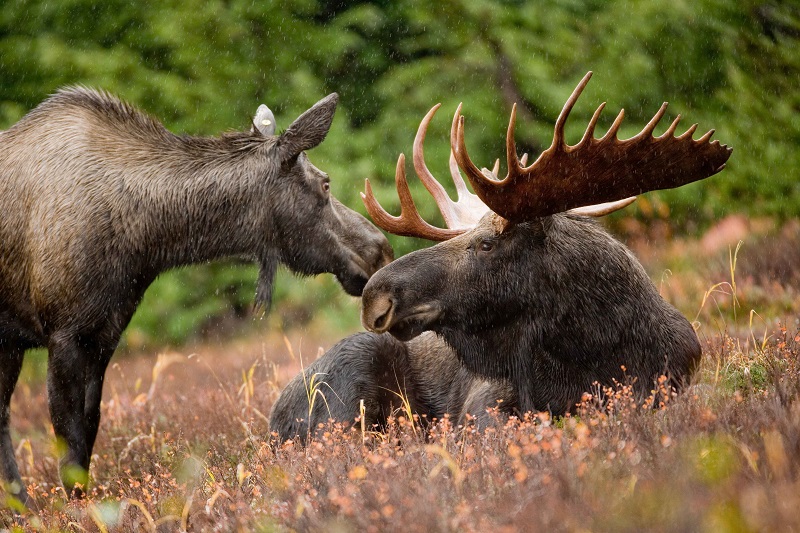 Most People Can’t Match 16/24 of These National Animals to Their Country on a Map – Can You? moose or elk