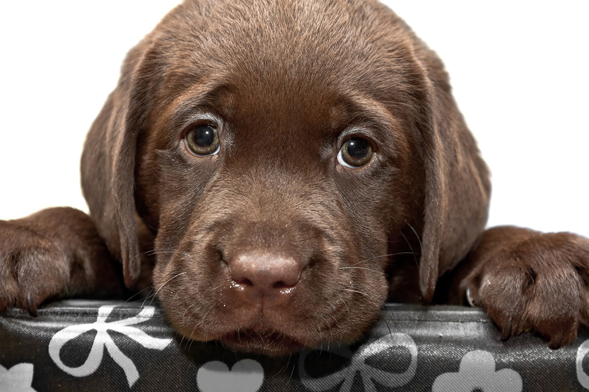 Famous Slogans Quiz: Can You Identify Them? 🏆 Brown Puppy