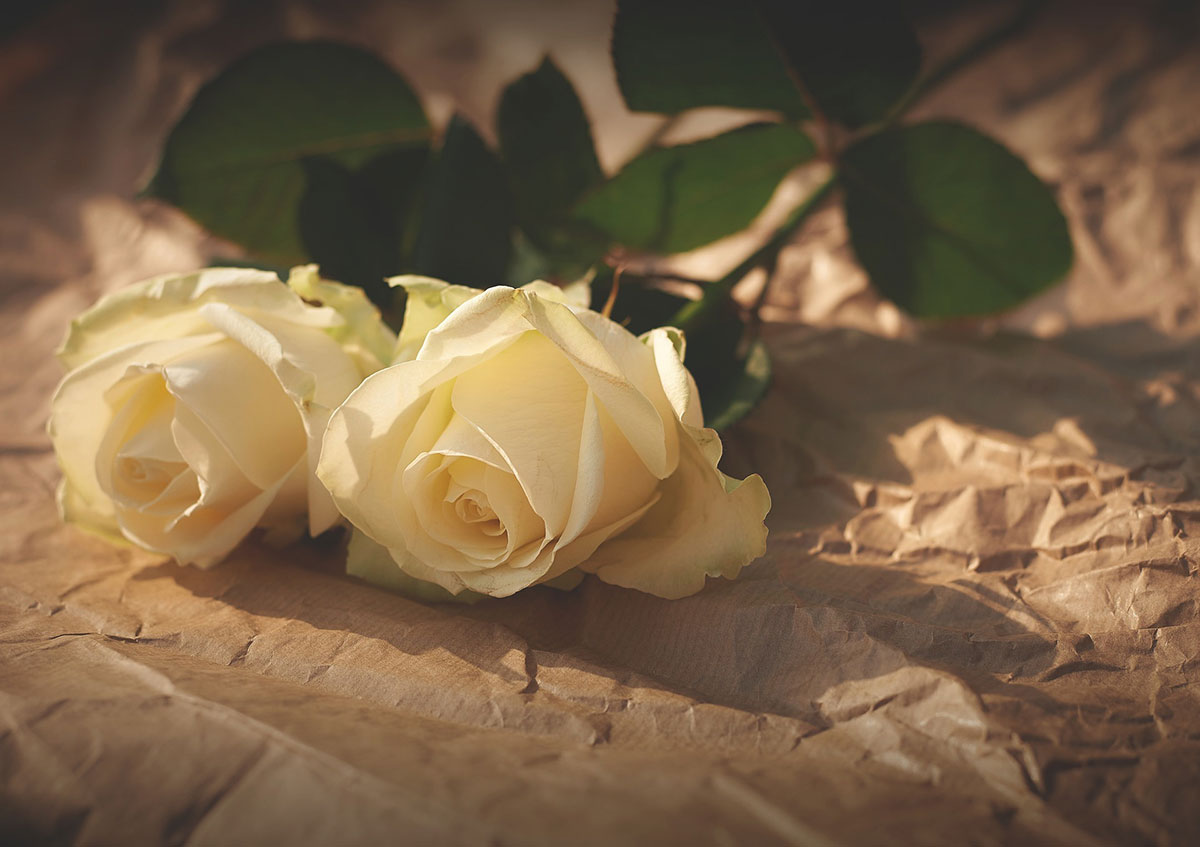 💕 How Well Do You Know Valentine’s Day? White Roses