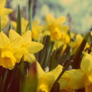 Which Spring Holiday Are You? Quiz Daffodils