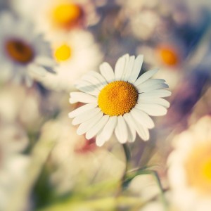 Spring Idioms Quiz Daisies