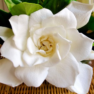 22 Mixed Bag Trivia Questions - How Many Do You Know? Quiz Gardenia