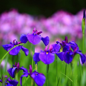 I Trivia Quiz Iris