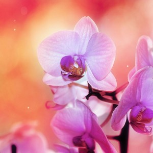 Do You Know a Little About a Lot? Orchid