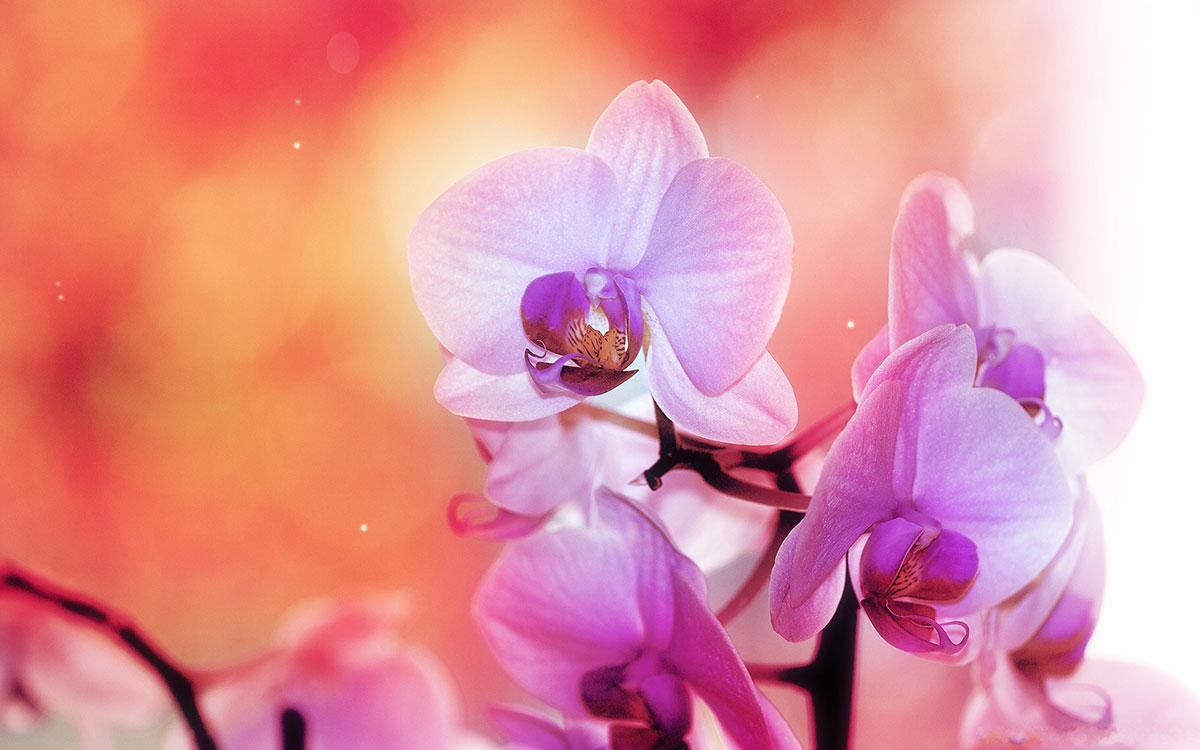Can You Name These Flowers? 🌼🌸🌺 Orchids
