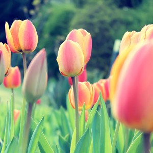 Can We Guess Your Nationality in a Past Life? Tulip